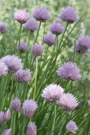 Allium schoenoprasum P9 - afbeelding 1
