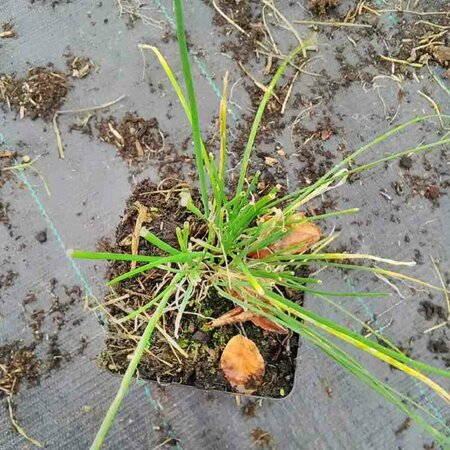 Allium schoenoprasum P9 - afbeelding 6