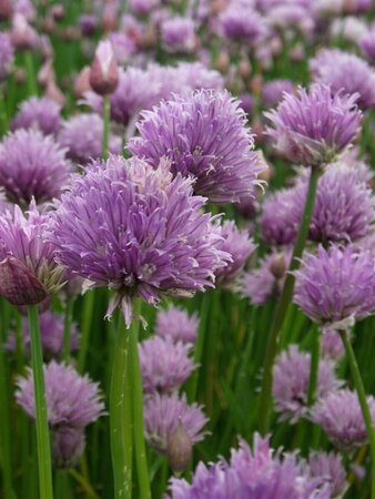 Allium schoenoprasum P9 - afbeelding 4