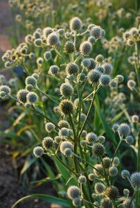 Eryngium yuccifolium P9 - afbeelding 2