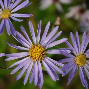 Aster macrophyllus 'Twilight' P9