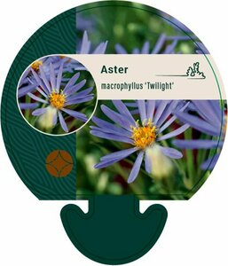 Aster macrophyllus 'Twilight' P9