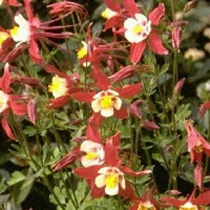 Aquilegia 'Crimson Star' P9 - afbeelding 2