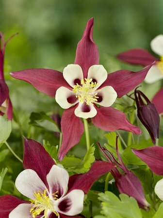 Aquilegia 'Crimson Star' P9 - afbeelding 3