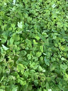 Aquilegia 'Crimson Star' P9 - afbeelding 5