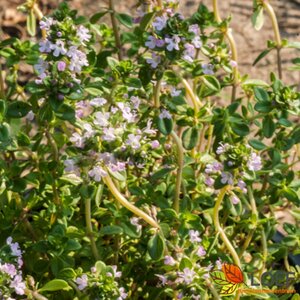 Thymus vulgaris 'Compactus' P9