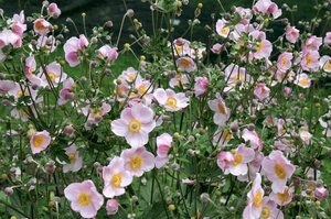 Anemone hyb. 'Ouvertüre' P9