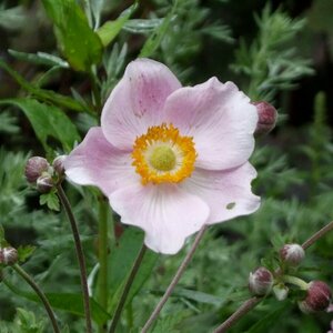 Anemone hyb. 'Ouvertüre' P9 - afbeelding 2