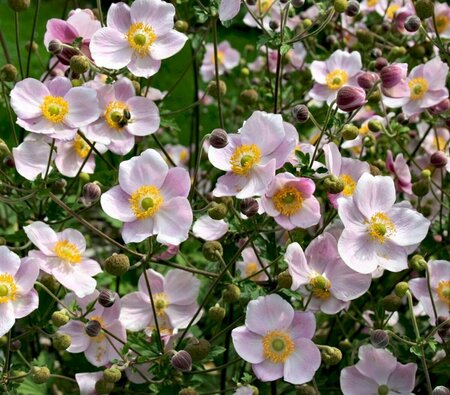 Anemone hyb. 'Ouvertüre' P9 - afbeelding 3