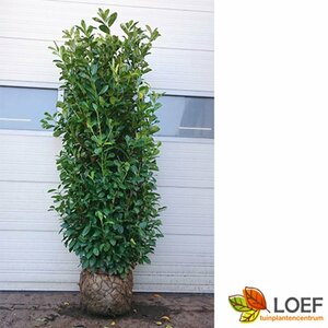 Prunus laurocerasus 'Rotundifolia' 100/125 KL. - afbeelding 7