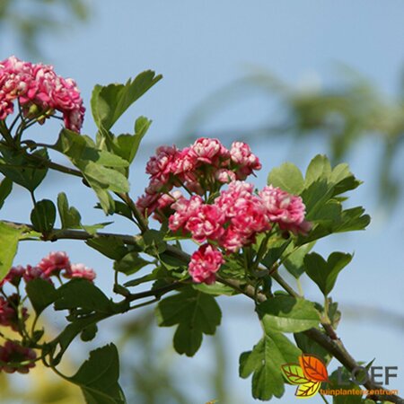Crataegus media 'Paul's Scarlet' ST. 120 C. - afbeelding 1