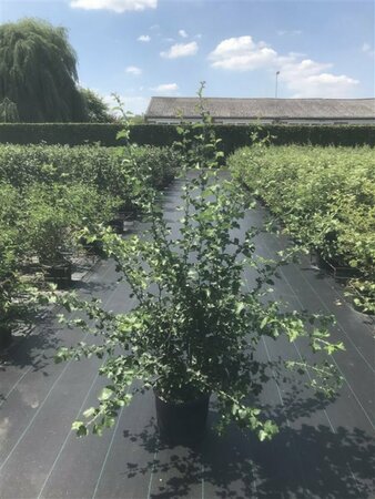 Crataegus media 'Paul's Scarlet' ST. 120 C. - afbeelding 2