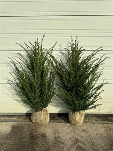 Taxus baccata 60/80 KL. - afbeelding 20