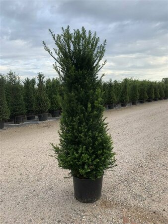 Taxus baccata 80/100 KL. - afbeelding 34