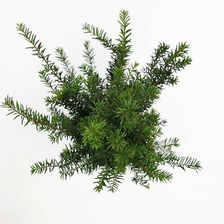 Taxus baccata 80/100 KL. - afbeelding 24