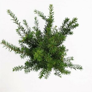 Taxus baccata 80/100 KL. - afbeelding 24