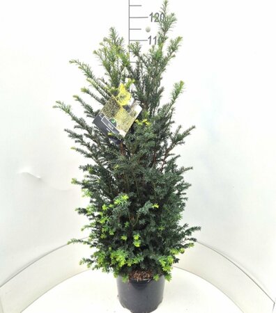 Taxus baccata 80/100 KL. - afbeelding 30