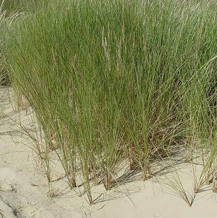 Ammophila arenaria 5 m2 - afbeelding 1