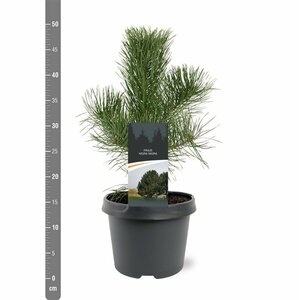 Pinus nigra nigra 100/125 C. - afbeelding 8