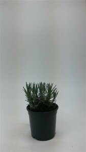Lavandula angustifolia 'Munstead' C5 - afbeelding 9