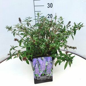 Buddleja davidii 'Lochinch' C3 - afbeelding 4