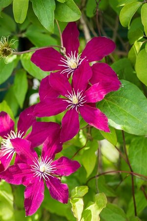 Clematis 'Rouge Cardinal' C2