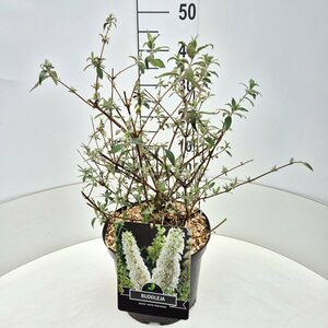 Buddleja davidii 'White Profusion' 175/200 C. - afbeelding 5