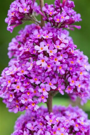 Buddleja davidii 'Ile de France' C3 - afbeelding 1