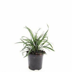 Liriope muscari 'Big Blue' C2 - afbeelding 6