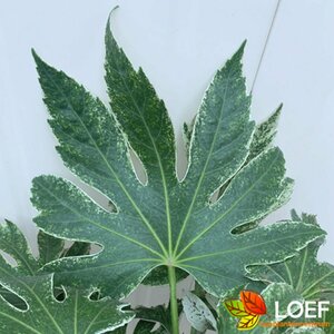 Fatsia japonica 'Spider's Web' 40/50 C.