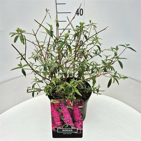 Buddleja davidii 'Royal Red' C5 - afbeelding 7