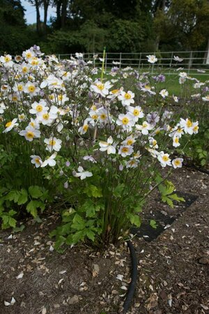 Anemone 'Ruffled Swan' C2 - afbeelding 1