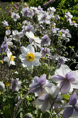 Anemone 'Ruffled Swan' C2 - afbeelding 2