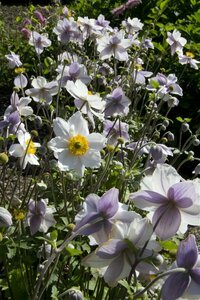 Anemone 'Ruffled Swan' C2 - afbeelding 2