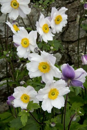 Anemone 'Ruffled Swan' C2 - afbeelding 3