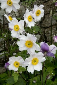 Anemone 'Ruffled Swan' C2 - afbeelding 3