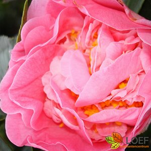 Camellia japonica 100/125 C.