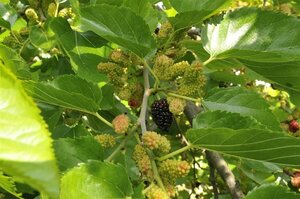 Morus nigra 300/350 C. Solitair - afbeelding 2