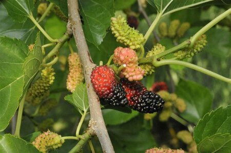 Morus nigra 300/350 C. Solitair - afbeelding 3