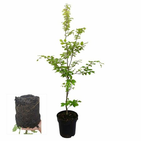 Fagus sylvatica 275/300 C. - afbeelding 7