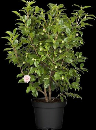 Camellia japonica 'Bonomiana' 80/100 C.