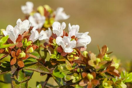 Abelia grandiflora C10 - afbeelding 1