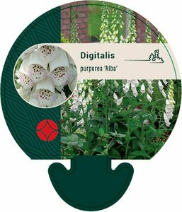 Digitalis purpurea 'Alba' P9 - afbeelding 1