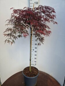 Acer palmatum 'Garnet' 50/60 C.  - afbeelding 3