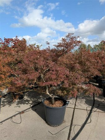 Acer palmatum 'Garnet' 50/60 C.  - afbeelding 5