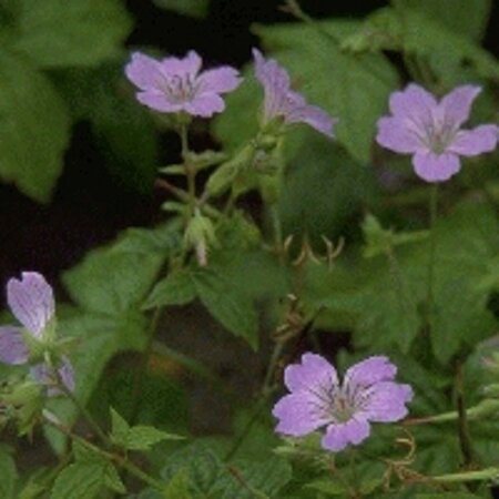 Geranium nodosum P9 - afbeelding 5