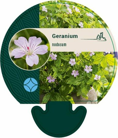 Geranium nodosum P9 - afbeelding 3