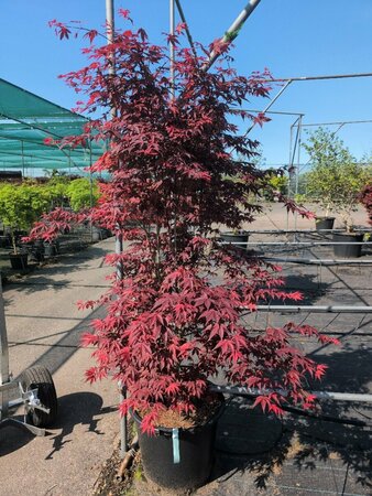 Acer palmatum 'Atropurpureum' 50/60 C.  - afbeelding 6
