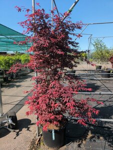 Acer palmatum 'Atropurpureum' 50/60 C.  - afbeelding 6
