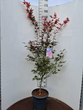 Acer palmatum 'Atropurpureum' 50/60 C.  - afbeelding 4